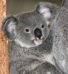 Koala, phascolarctos cinereus, Female with Young standing on Branch