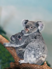 Koala, phascolarctos cinereus, Female with young standing on Branch