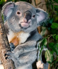 Koala, phascolarctos cinereus, Male standing on Branch