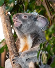 Koala, phascolarctos cinereus, Male standing on Branch