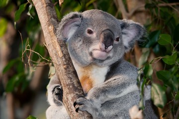 Koala, phascolarctos cinereus, Male standing on Branch