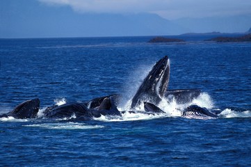 Humpack Whale, megaptera novaeangliae, Group Bubble Net Feeding, Open Mouth to Catch Krill, Alaska