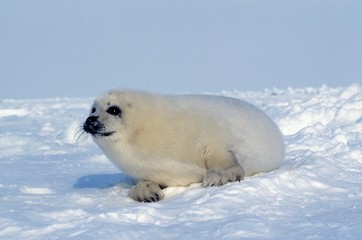 Obraz premium Harp Seal, pagophilus groenlandicus, Pup laying on Ice Floe, Magdalena Island in Canada
