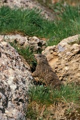 Fototapeta premium Alpine Marmot, marmota marmota, Adult standing on Rocks, French Alps