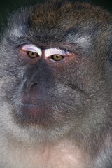 Obraz premium Long Tailed Macaque, macaca fascicularis, Portrait of Adult