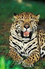 Fototapeta premium Jaguar, panthera onca, Portrait of Adult