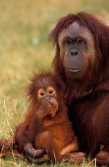 Orang Utan, pongo pygmaeus, Female with Young