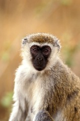 Vervet Monkey, cercopithecus aethiops, Portrait of Female, Kenya