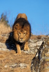 African Lion, panthera leo, Male standing on Rocks