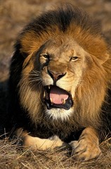 African Lion, panthera leo, Portrait of Male in Defensive Posture