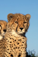 Cheetah, acinonyx jubatus, Portrait of Adult, Masai Mara Park in Kenya