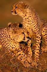 Cheetah, acinonyx jubatus, Adults, Masai Mara Park in Kenya