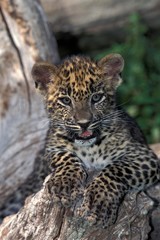 Leopard, panthera pardus, Cub standing on Stump