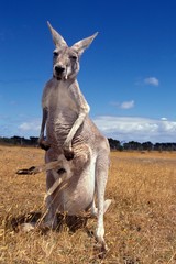 Red Kangaroo, macropus rufus, Female and Legs of Joey emerging from Pouch, Australia © slowmotiongli