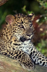 Leopard, panthera pardus, Cub standing on Branch