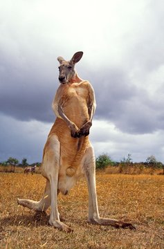 Red Kangaroo, macropus rufus, Male standing on Dry Grss, Australia