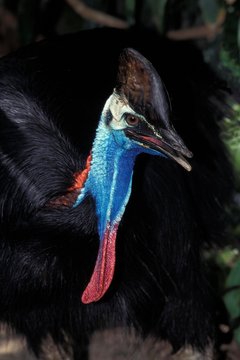 Southern Cassowary or Double-Wattled Cassowary, casuarius casuarius, Adult