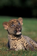 Leopard, panthera pardus, Cub laying on Grass