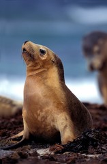 Naklejka premium Australian Sea Lion, neophoca cinerea, Female standing on Beach, Australia