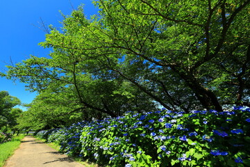 青空と紫陽花の花