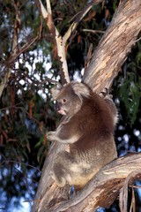 Koala, phascolarctos cinereus, Adult standing in Eucalyptus Tree, Australia