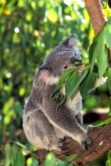 Koala, phascolarctos cinereus, Adult standing in Eucalyptus Tree, Australia