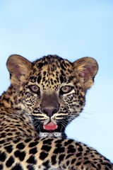 Leopard, panthera pardus, Portrait of Cub