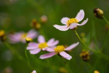 Fototapeta premium 秋桜
