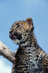 Leopard, panthera pardus, Cub