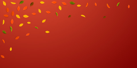 Falling autumn leaves. Red, yellow, green, brown r