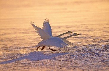 Whooper Swan, cygnus cygnus, Pair Taking off from Frozen Lake, Hokkaido Island in Japan