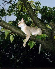 Singapura Domestic Cat, Adult laying in Tree