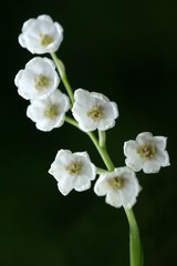 Naklejka na ściany i meble Lily of the Valley, convallaria majalis