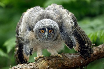 Long Eared Owl, asio otus, Young standing on Branch, Opening Wings, Normandy