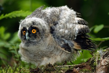 Long Eared Owl, asio otus, Young standing on Branch, Normandy
