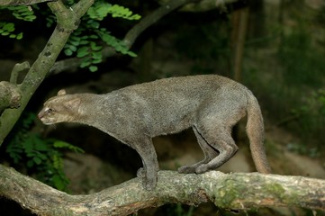 Jaguarundi, herpailurus yaguarondi, Adult standing on Branch