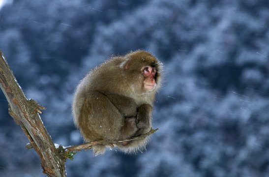 Japanese Macaque, macaca fuscata, Adult perched on Branch, Hokkaido Island in Japan