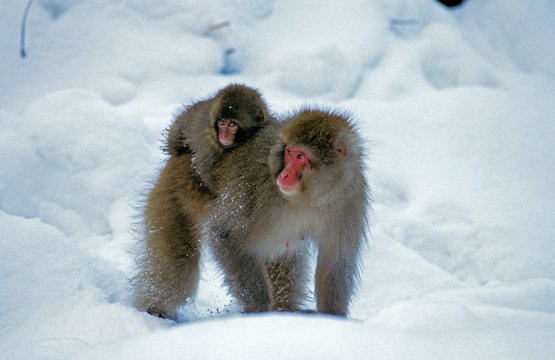 Japanese Macaque, macaca fuscata, Female carrying Young on its Back, Hokkaido Island in Japan
