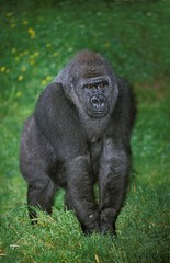 Eastern Lowland Gorille, gorilla gorilla grauer, Female standing on Grass