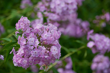 on a vast green field grow fragrant summer red flowers