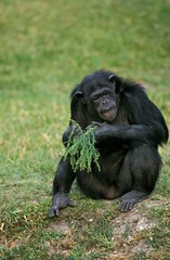 Chimpanzee pan troglodytes, Adult eating