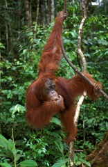 Orang Utan, pongo pygmaeus, Female hanging from Branch, Borneo