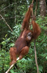 Orang Utan, pongo pygmaeus, Female hanging from Branch, Borneo