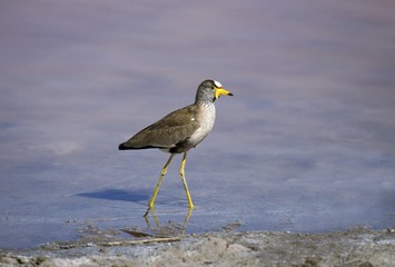 African Wattled Plover, vanellus senegallus, Adult walking in Water, Namibia