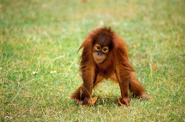Orang Utan, pongo pygmaeus, Young standing on Grass