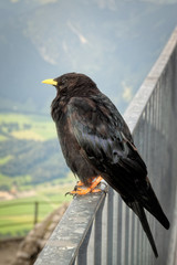 Alpendohle auf Geländer, auf dem Wendelstein in den bayerischen Alpen.