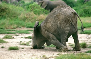 African Elephant, loxodonta africana, Calf scratching Trump on Ground, Masai Mara Park in Kenya