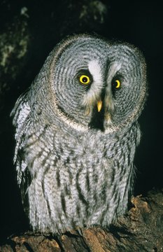 Great Grey Owl, strix nebulosa, Adult with Funny Face