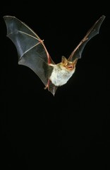 Mouse Eared Bat, myotis myotis, Adult in Flight against Black Background