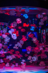 red and blue water drops